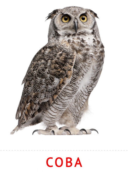 Карточки птицы