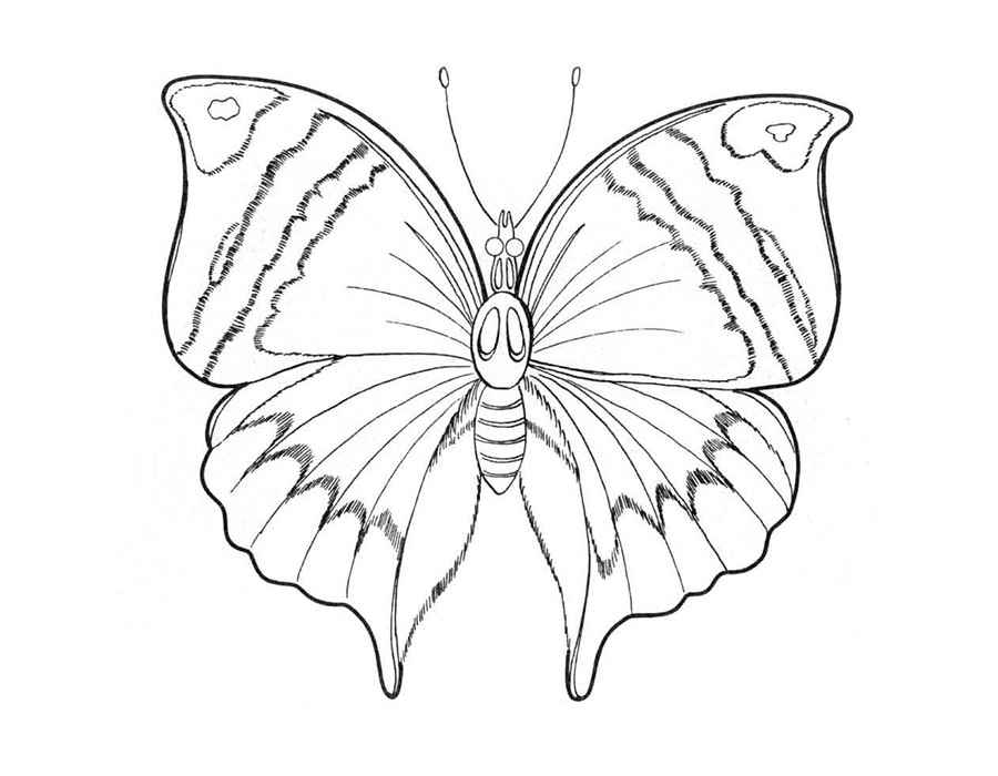 Контуры, трафареты, шаблоны бабочек для вырезания аппликаций  и поделок