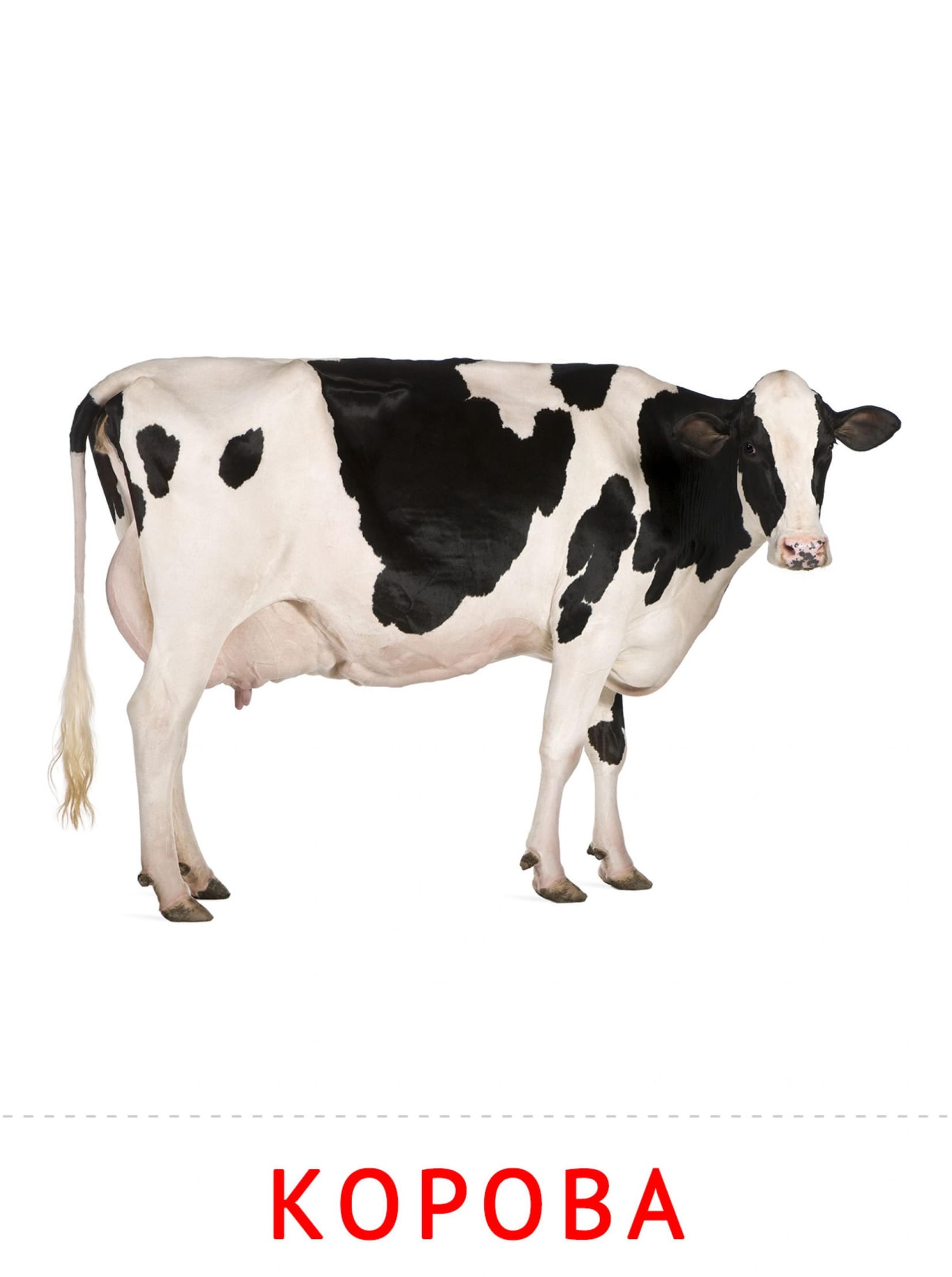 Карточки животные