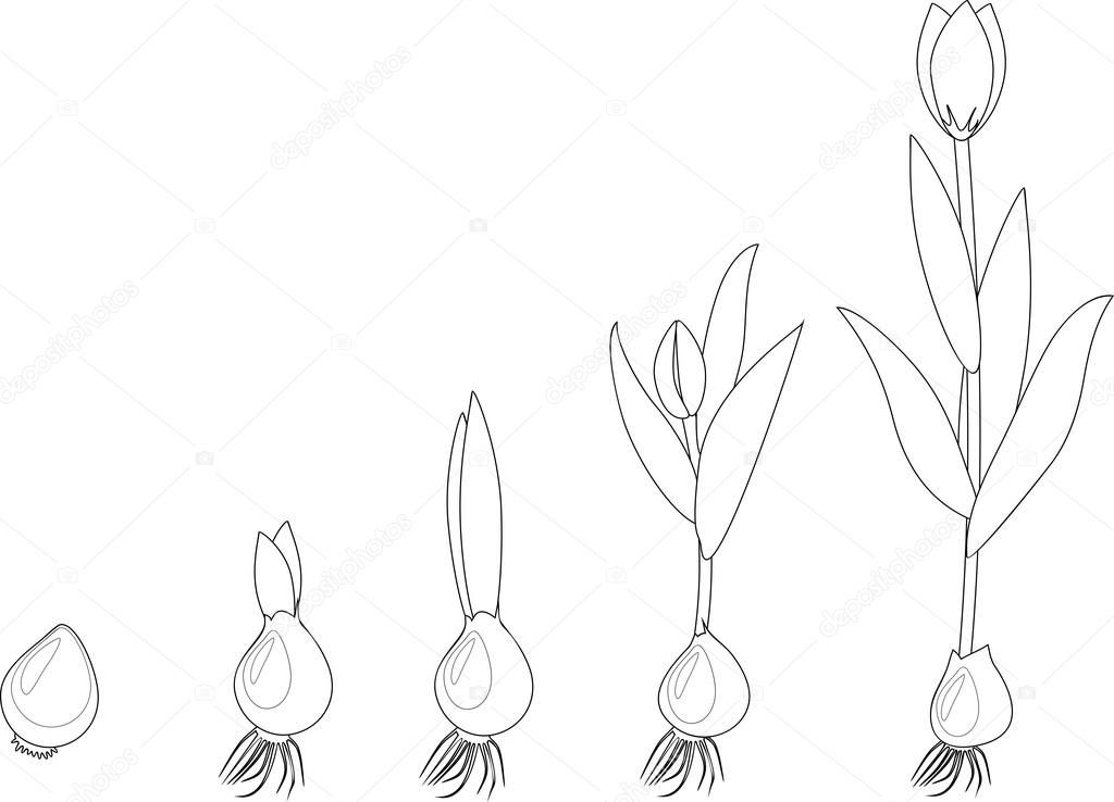 Раскраски про цикл жизни растения. Проращивание из семечки растения. Как раст...