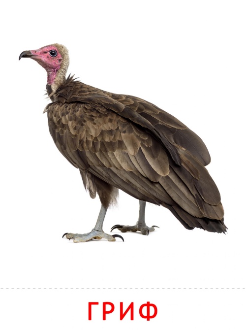 Карточки птицы