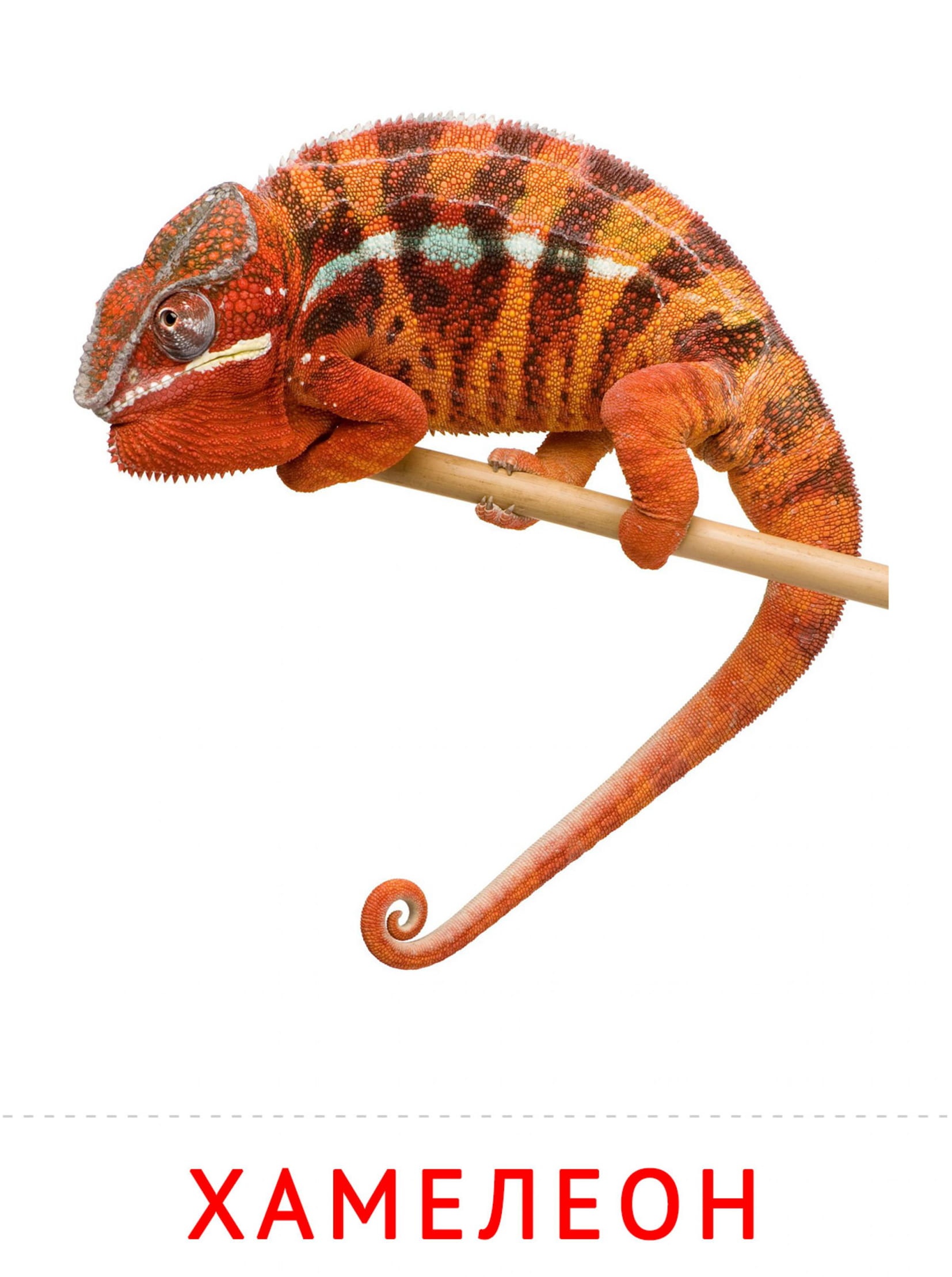 Карточки животные