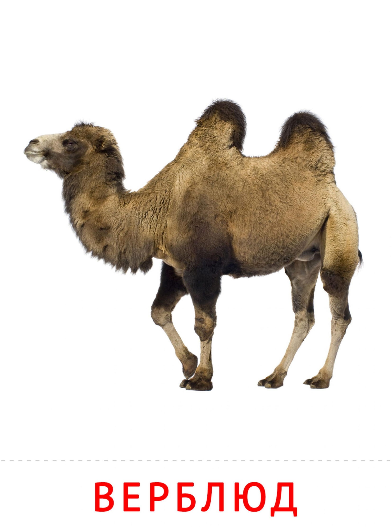 Карточки животные