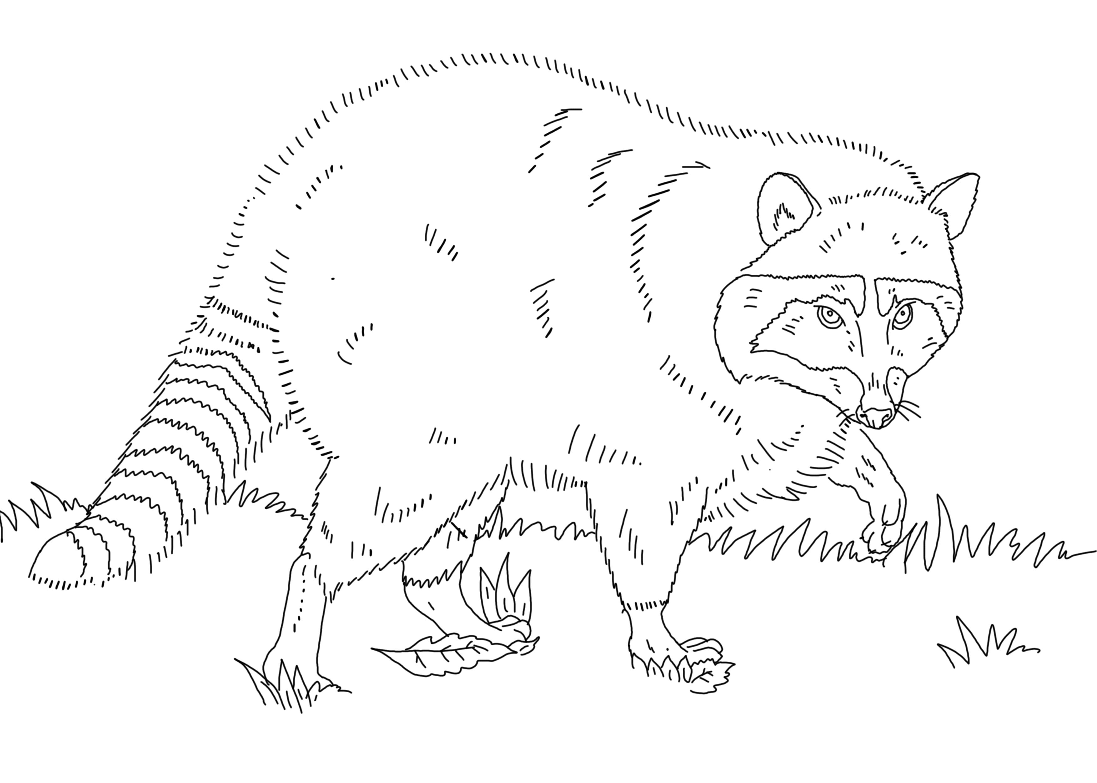 Животное енот