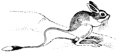 тушканчик. Животные степей. Грызуны