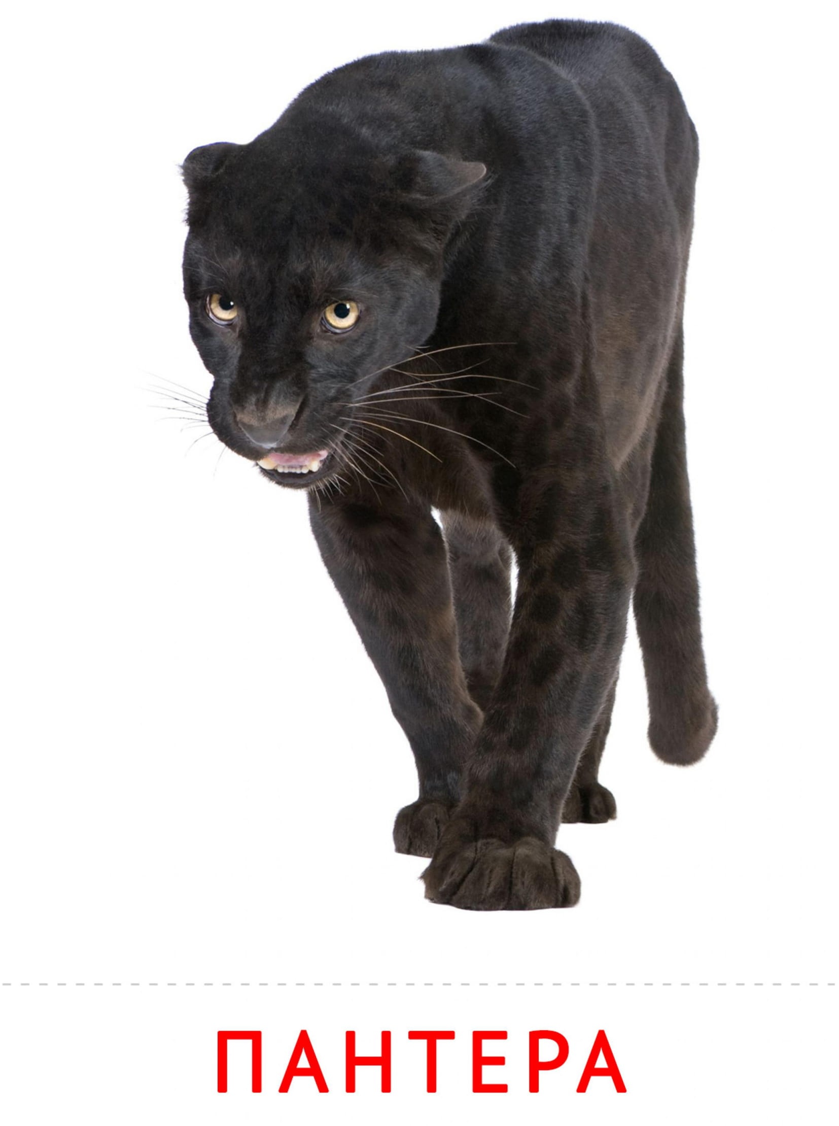 Карточки животные