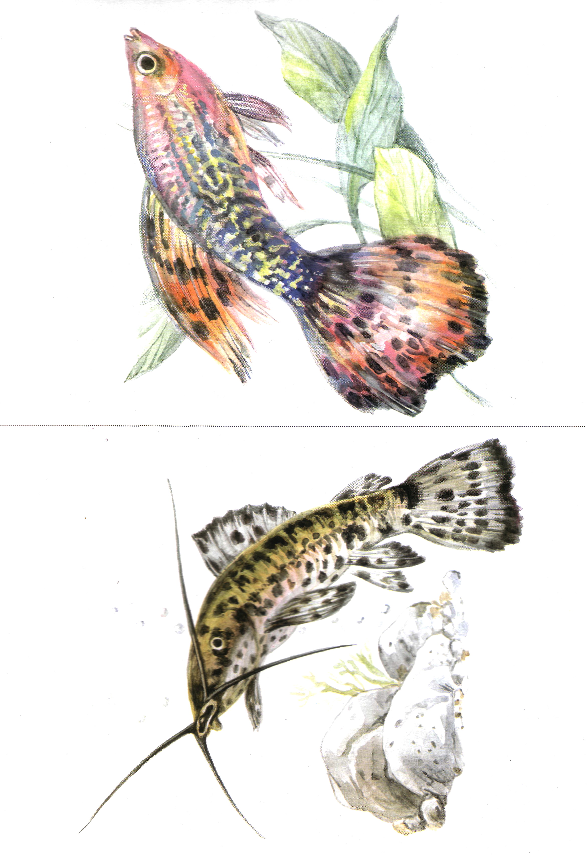 Карточки с рыбами