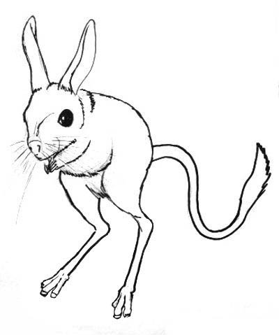 тушканчик. Животные степей. Грызуны