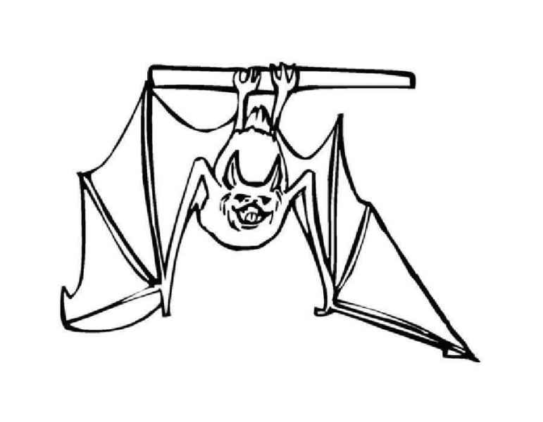 Летучая мышь которая летает или висит вверх ногами