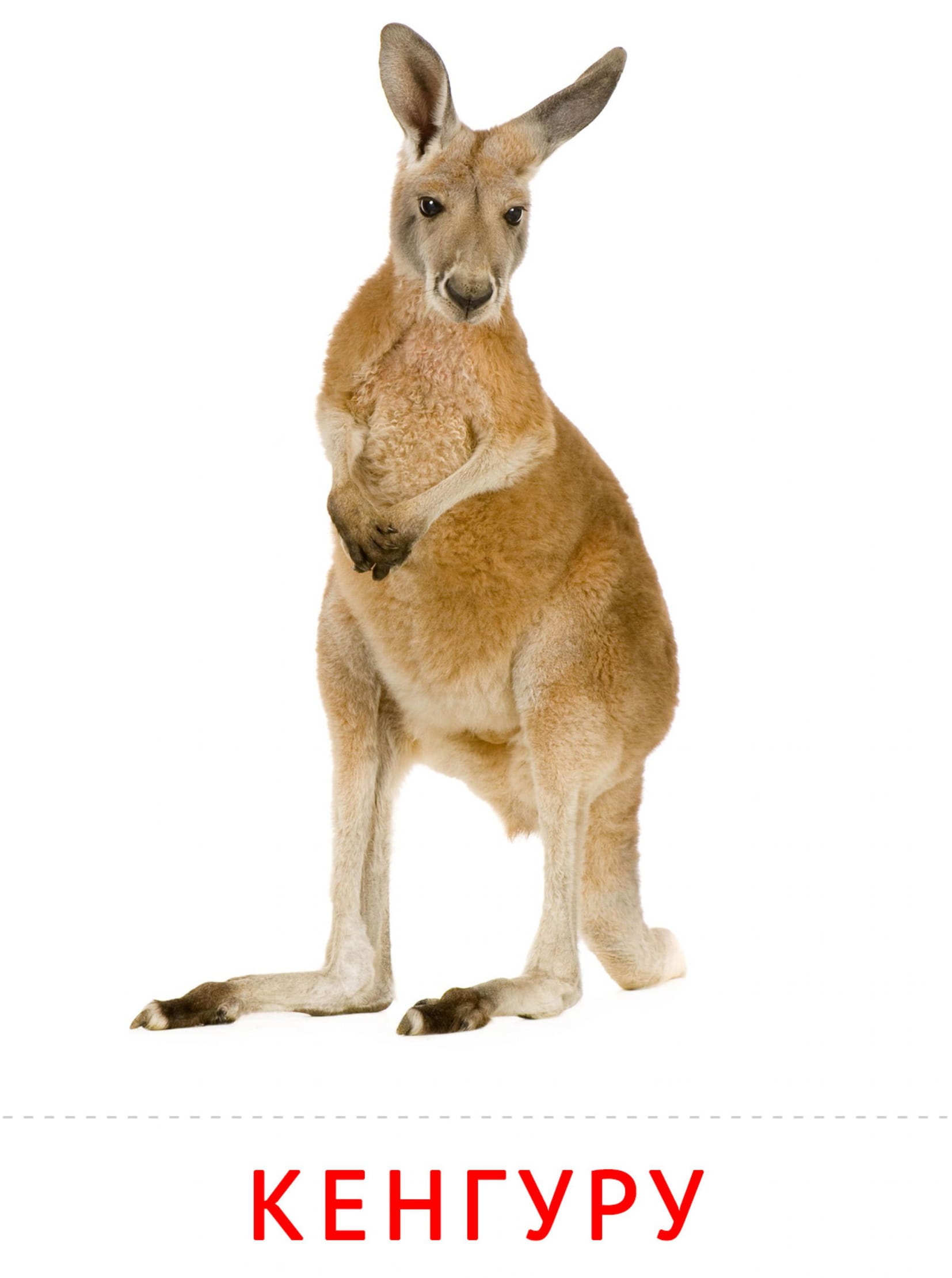 Карточки животные