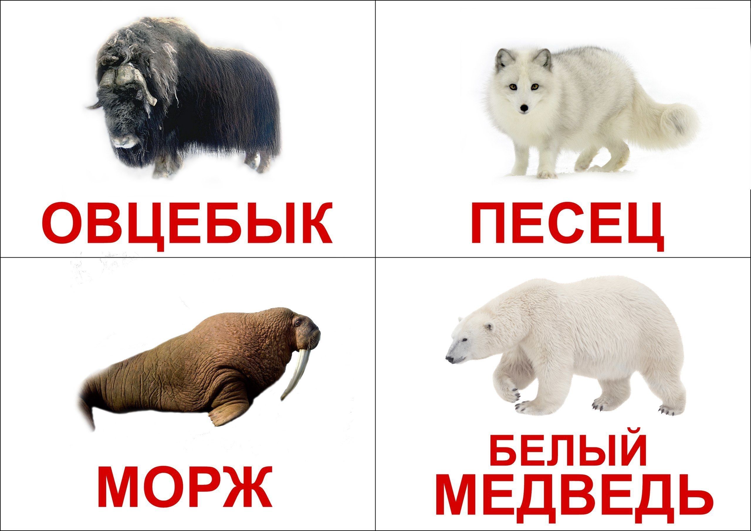 Карточки с животными и насекомыми