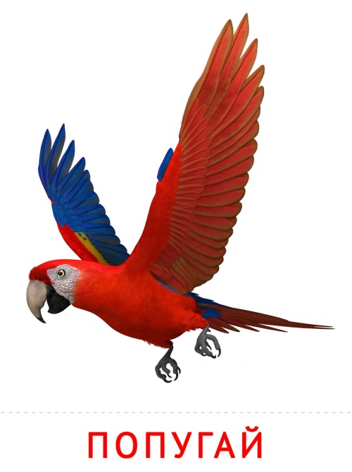 Карточки птицы