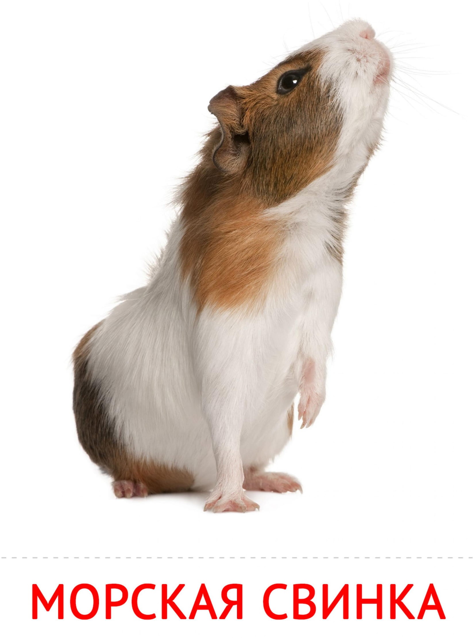 Карточки животные