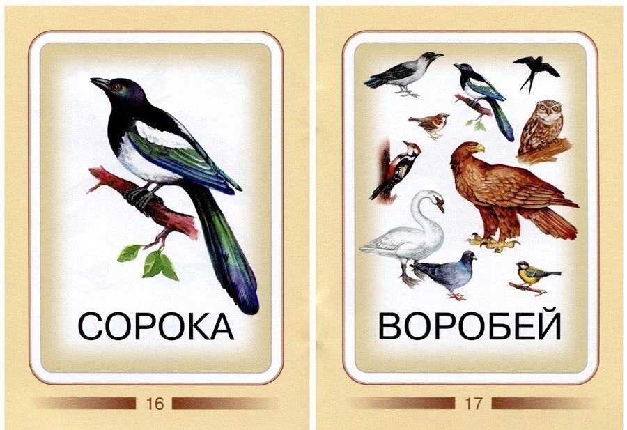 Карточки для изучения птиц с детьми