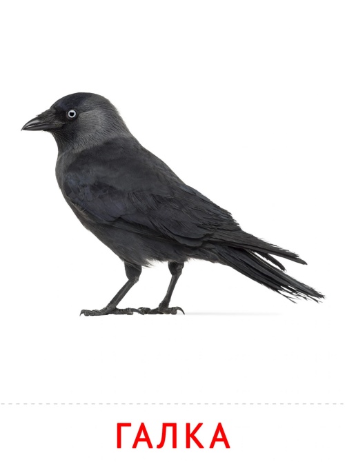 Карточки птицы