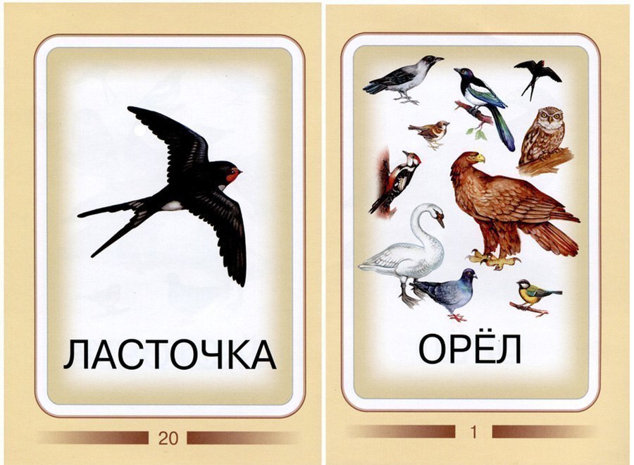 Карточки для изучения птиц с детьми
