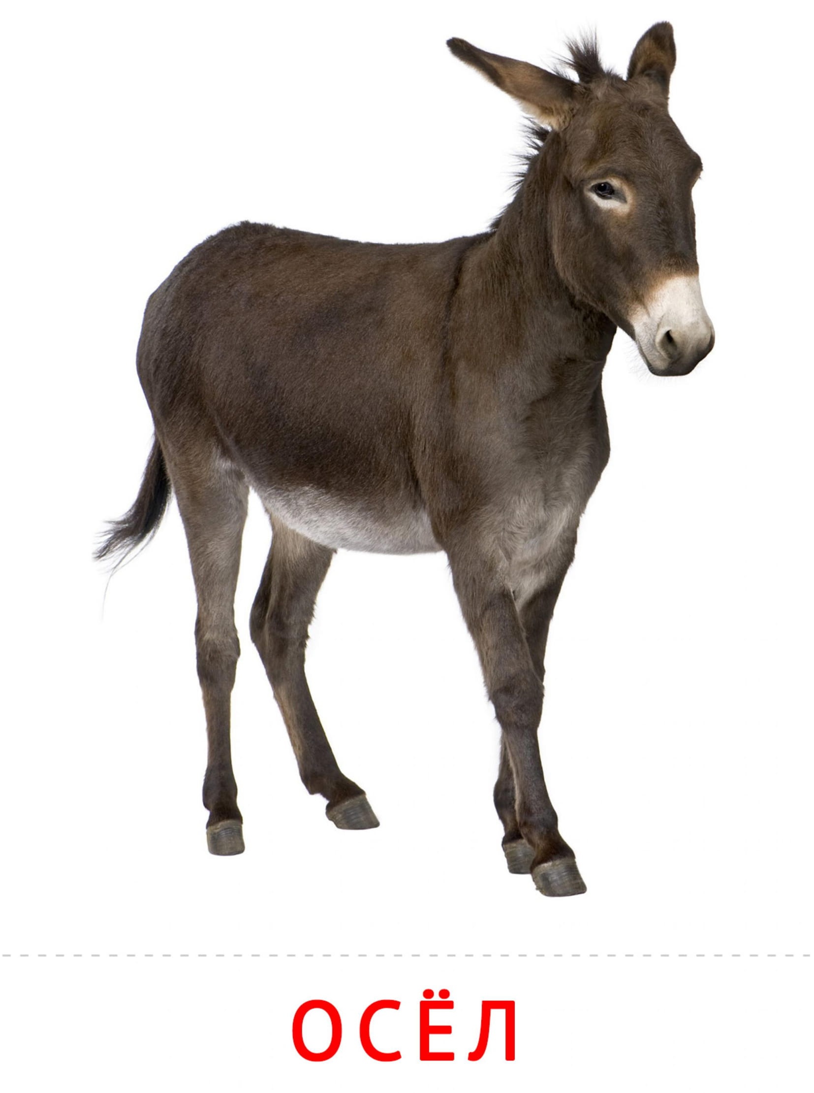 Карточки животные