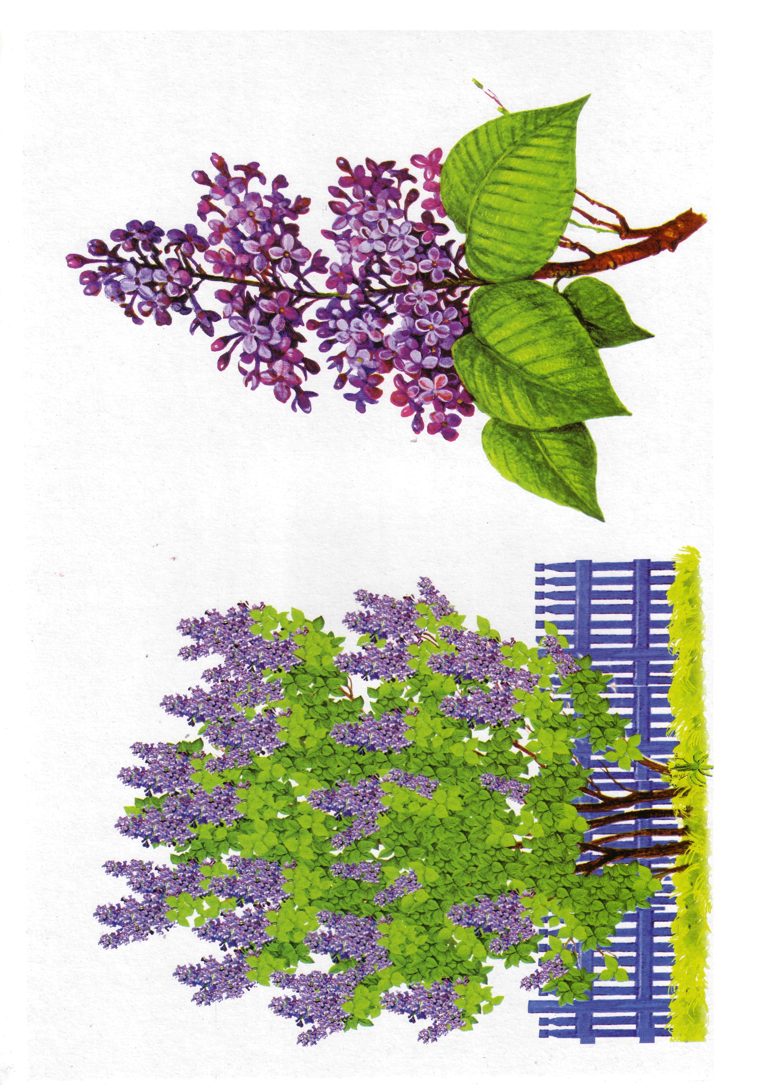 Карточки с деревьями кустарниками листьями и грибами