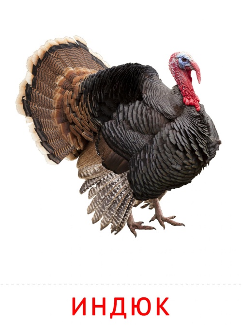 Индюк