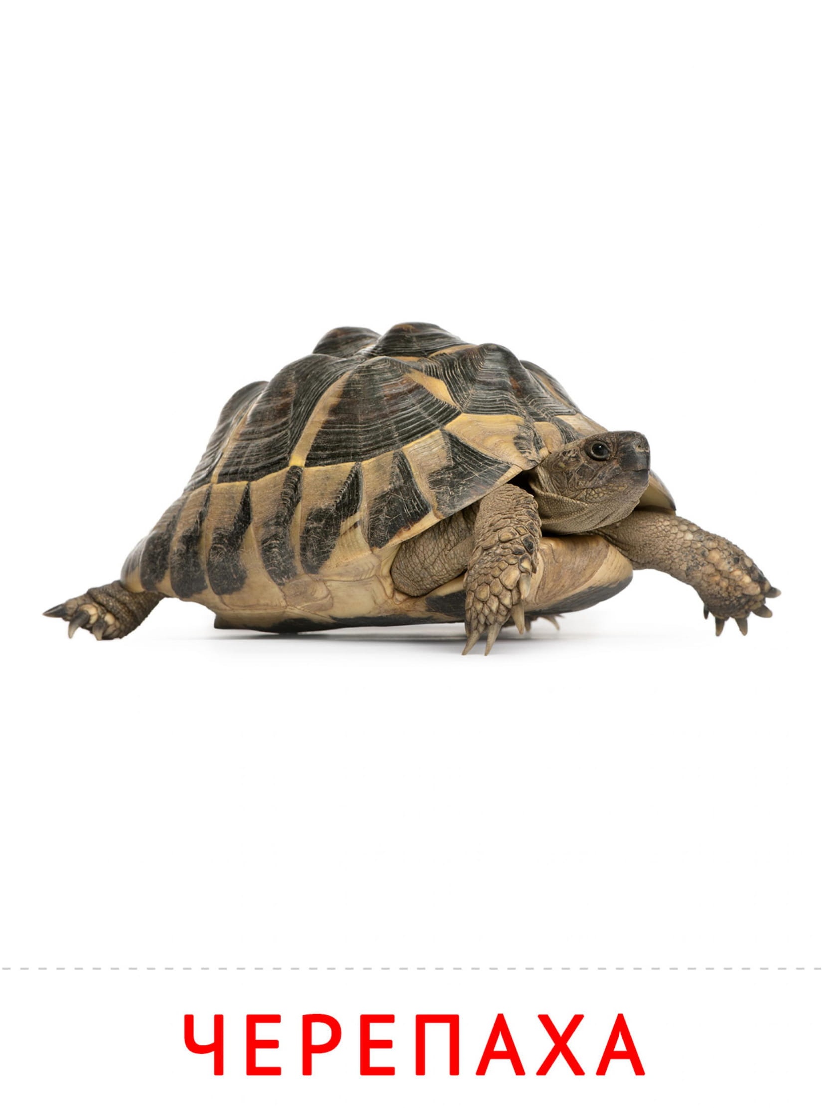 Карточки животные