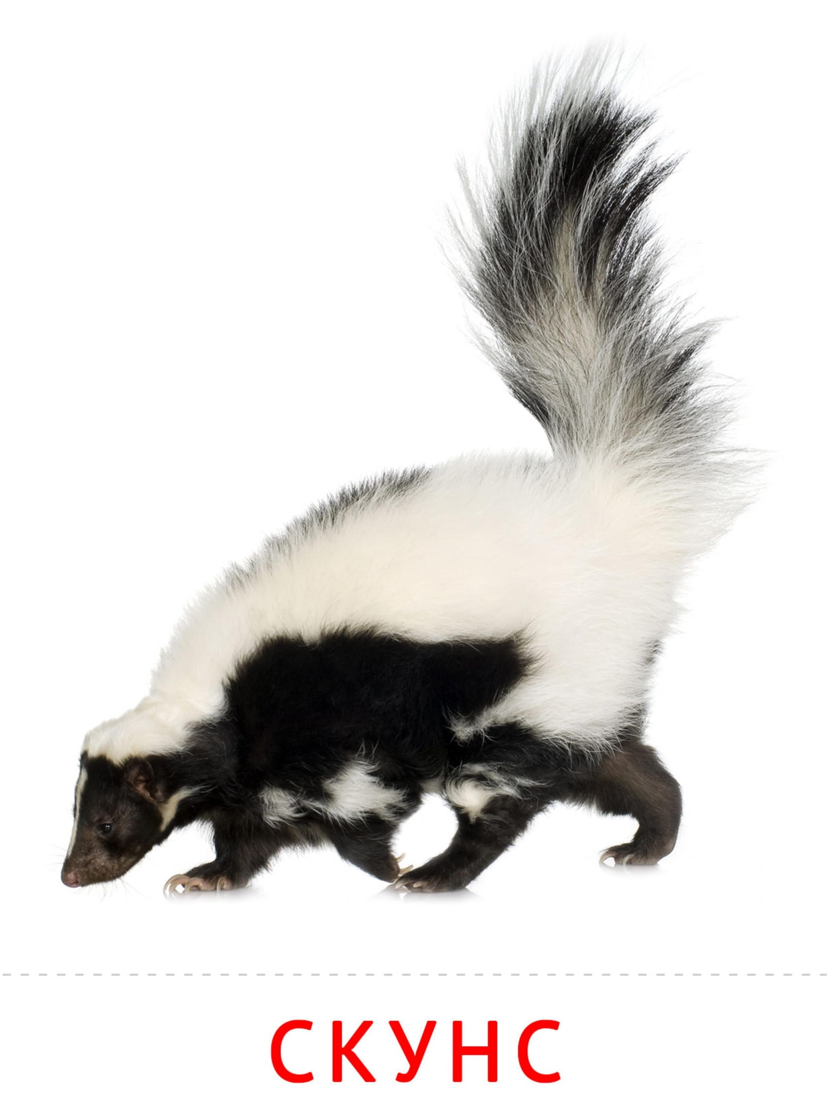 Карточки животные