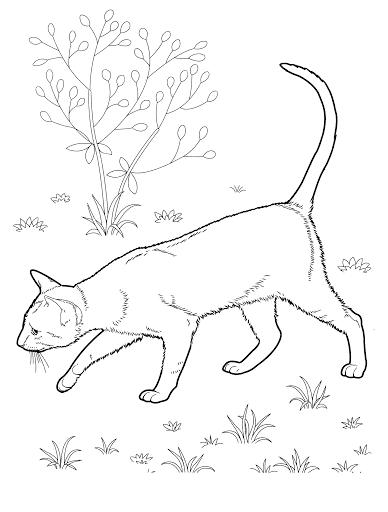 Кот на природе