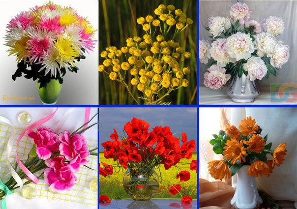 Изучаем цветы. Карточки с цветами. Дошкольная подготовка изучаем окружающий мир