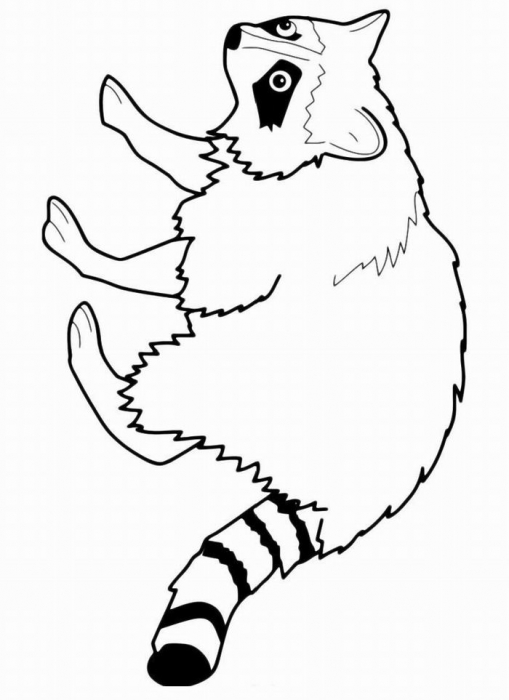 Животное енот