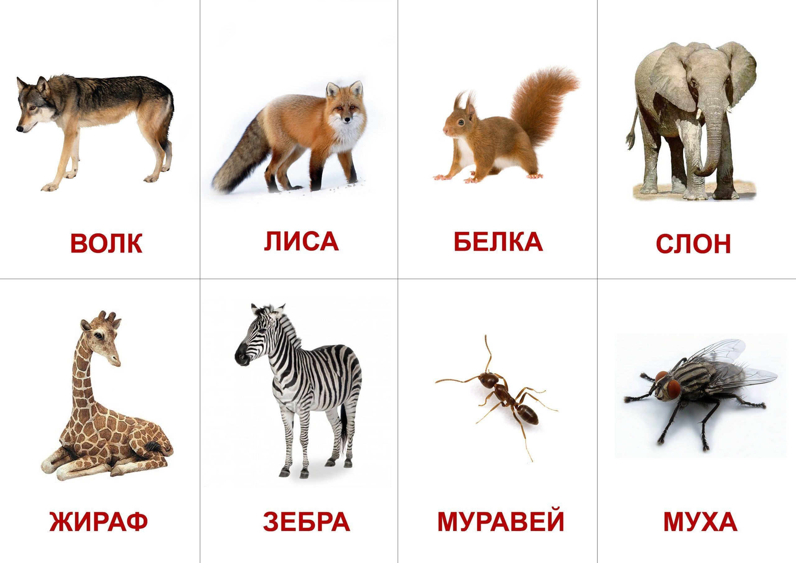 Карточки с животными и насекомыми