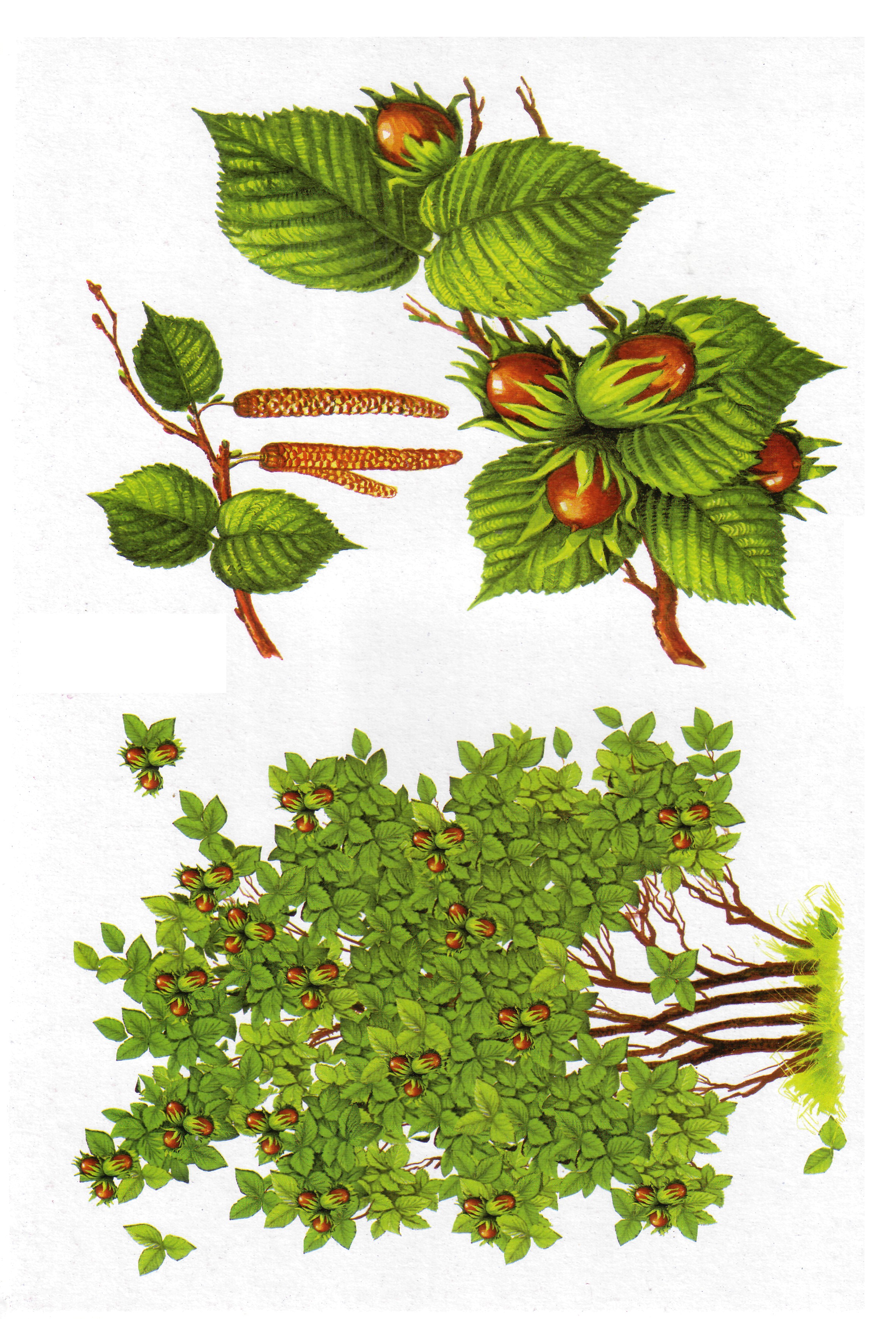 Карточки с деревьями кустарниками листьями и грибами