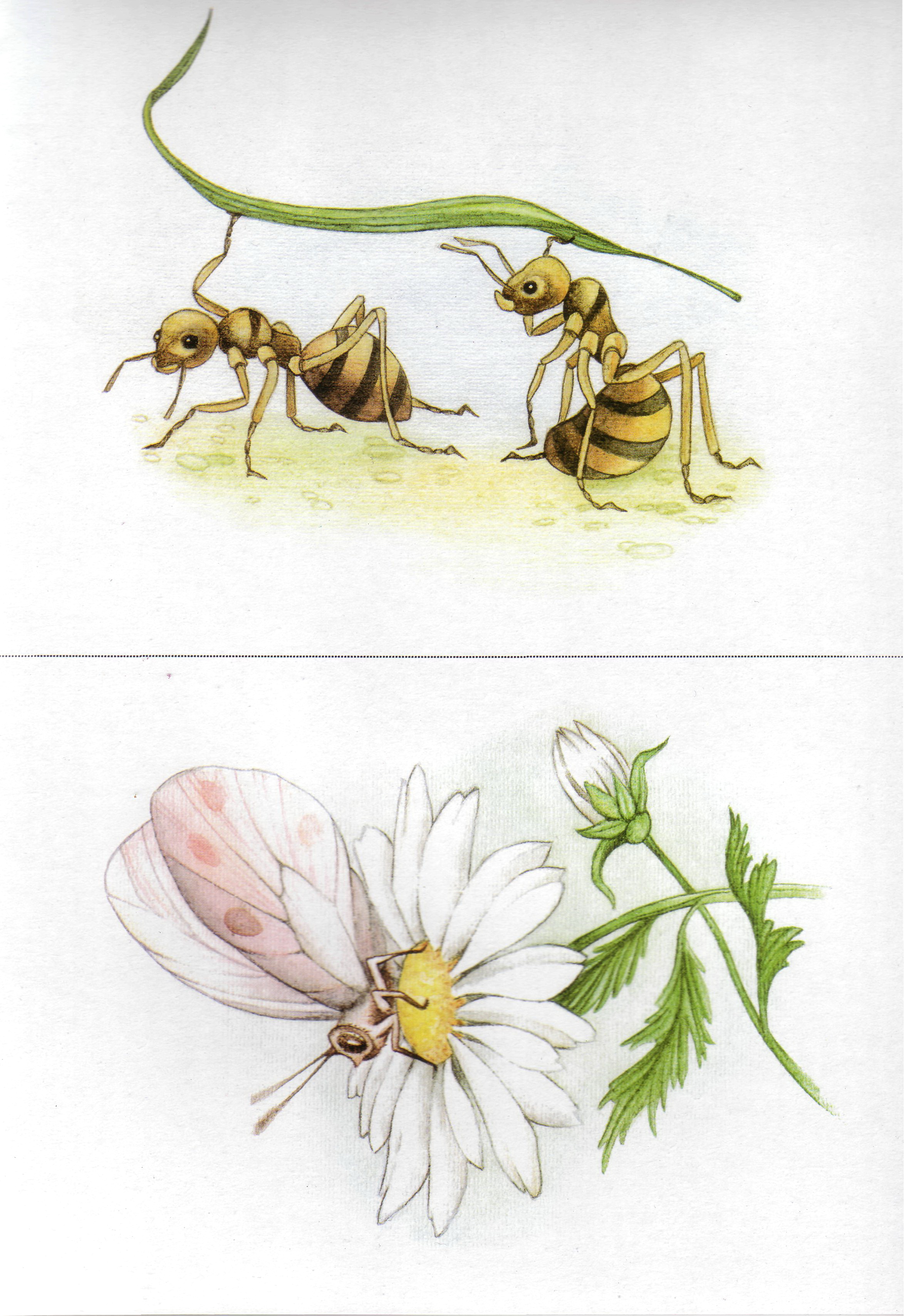 Карточки с насекомыми 