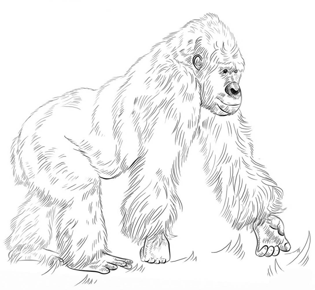 Горилла. Большие обезьяны