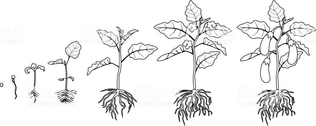 Раскраски про цикл жизни растения. Проращивание из семечки растения. Как раст...