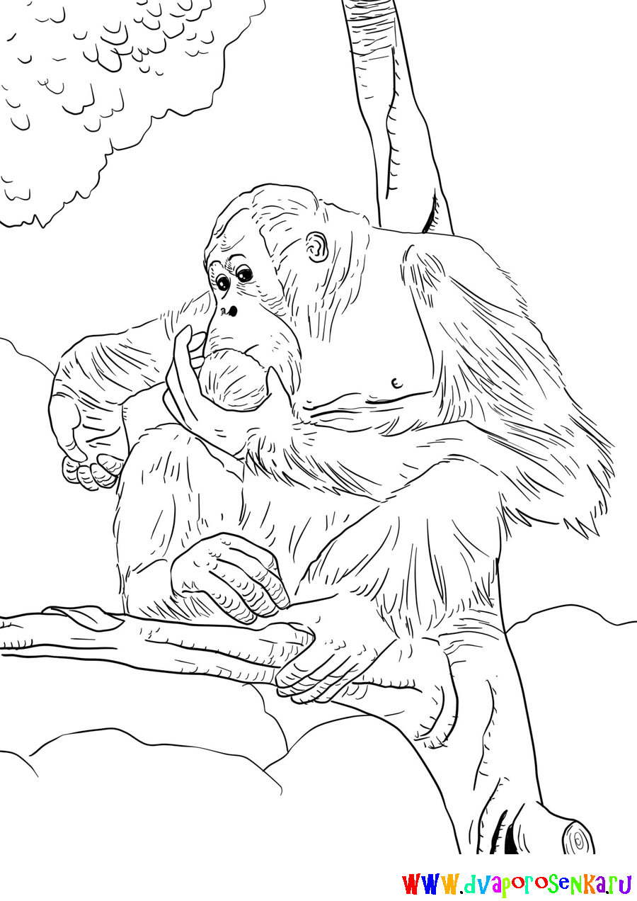 Обезьяна орангутанг. Самое умное животное после человека