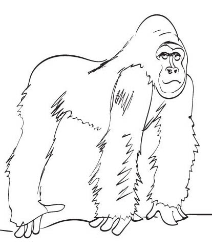 Горилла. Большие обезьяны