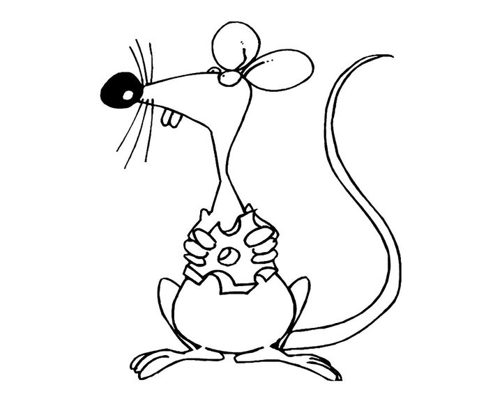 Сыр и его виды. Молочная продукция