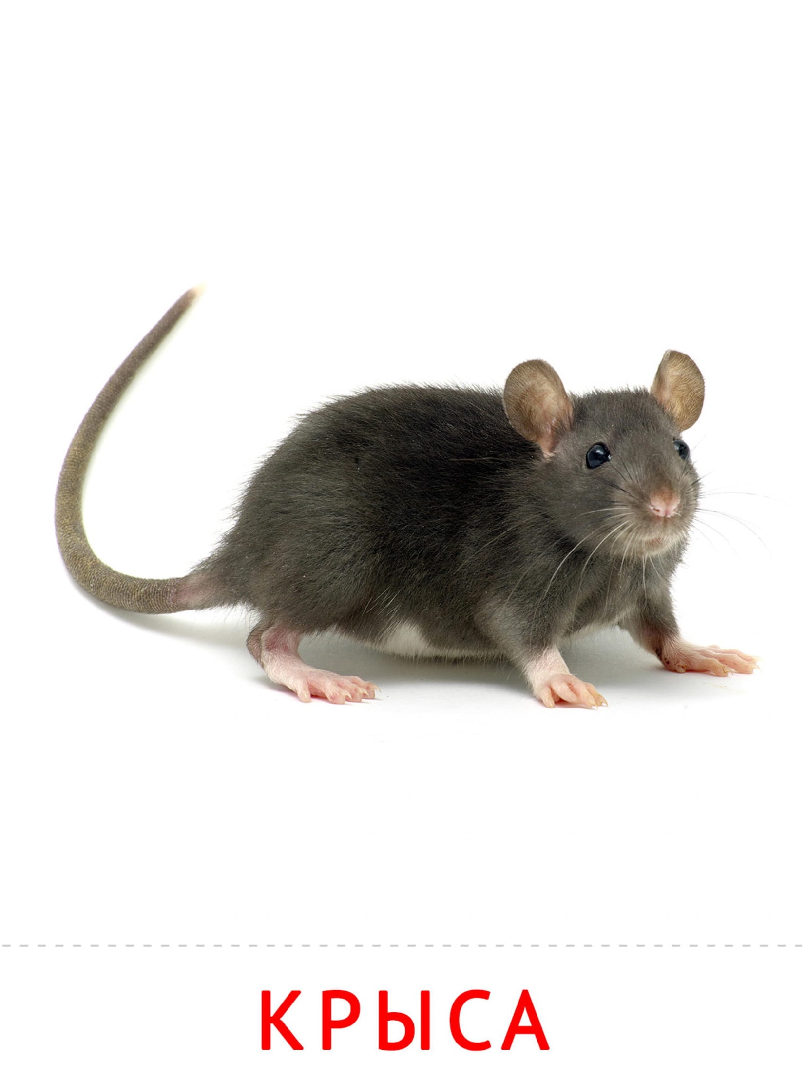 Карточки животные