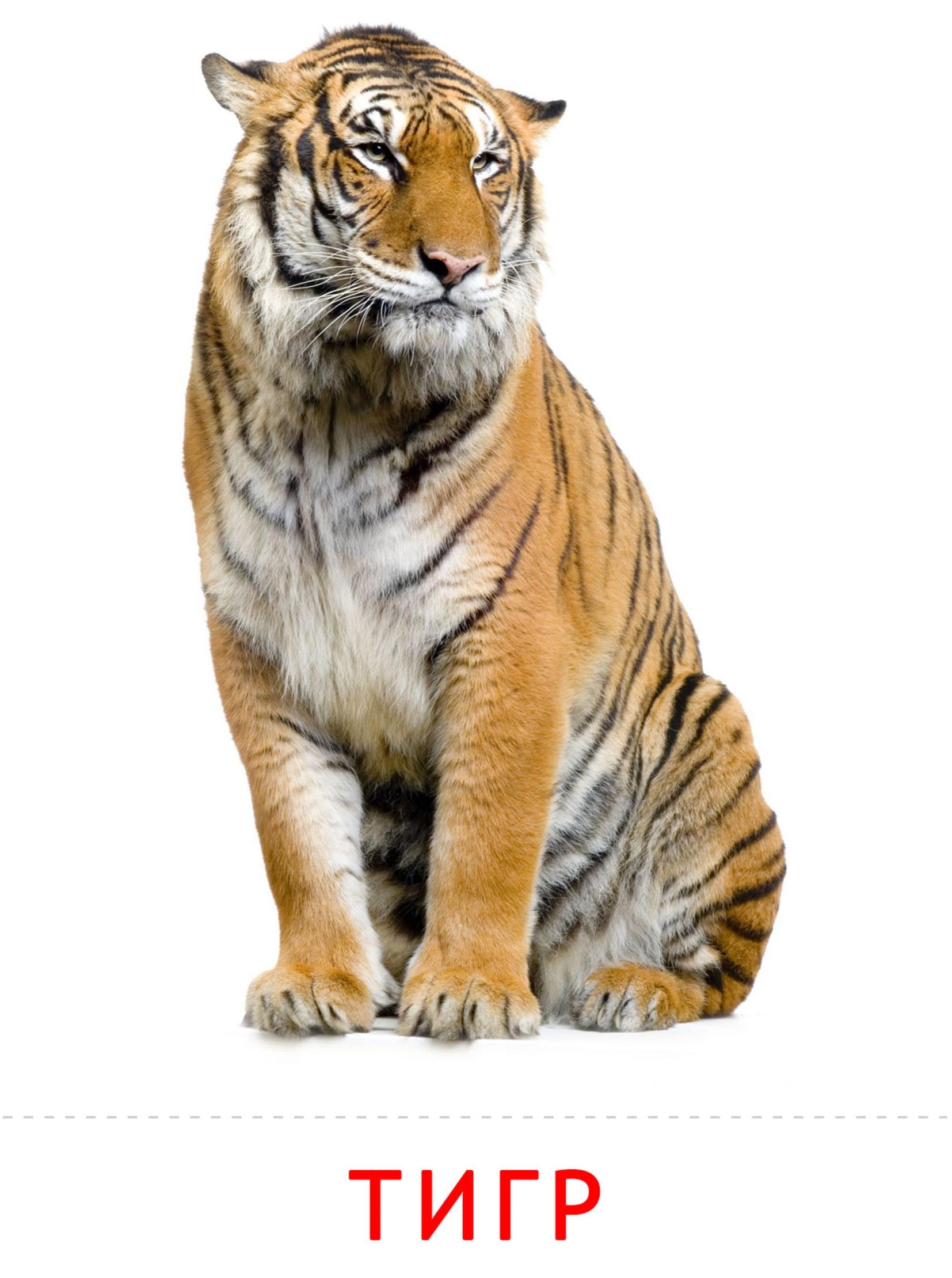 Карточки животные