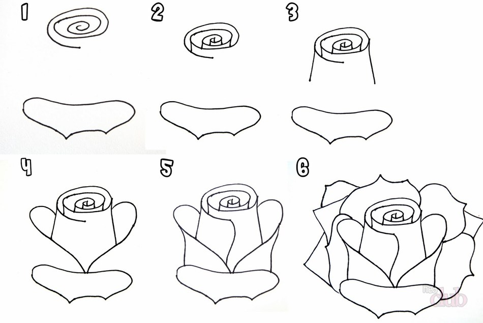 Как нарисовать розу поэтапно