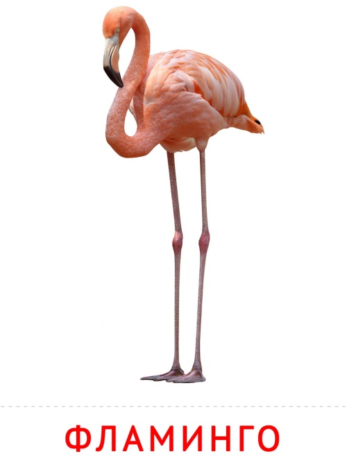 Карточки птицы