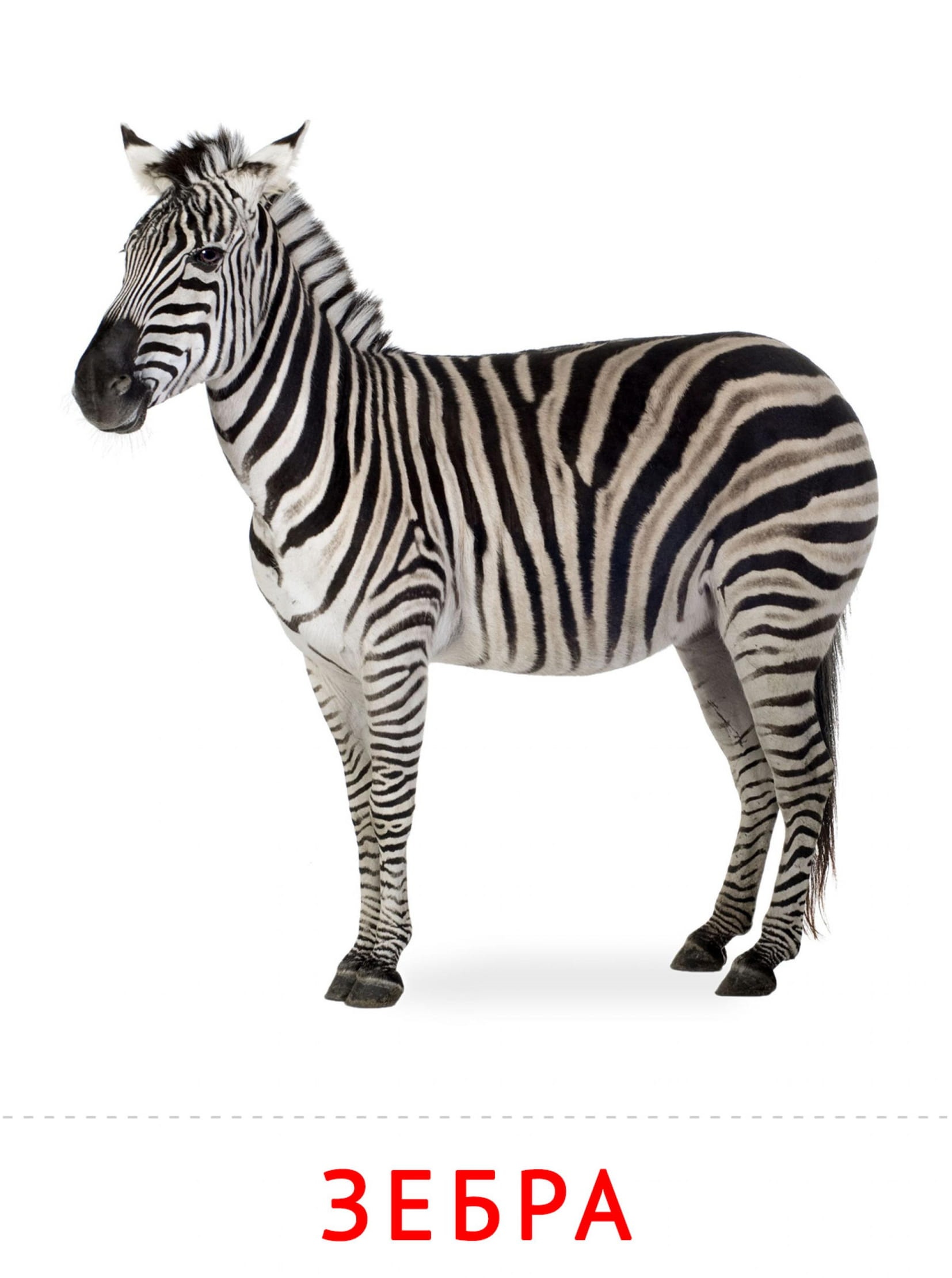 Карточки животные