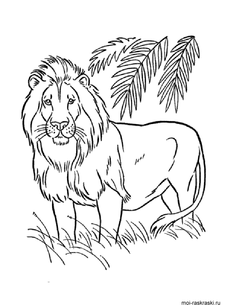 Раскраски для мальчиков. Африканские животные. Лев король зверей