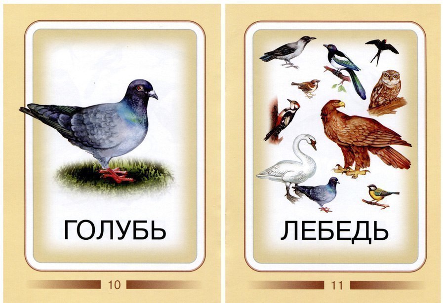 Карточки для изучения птиц с детьми
