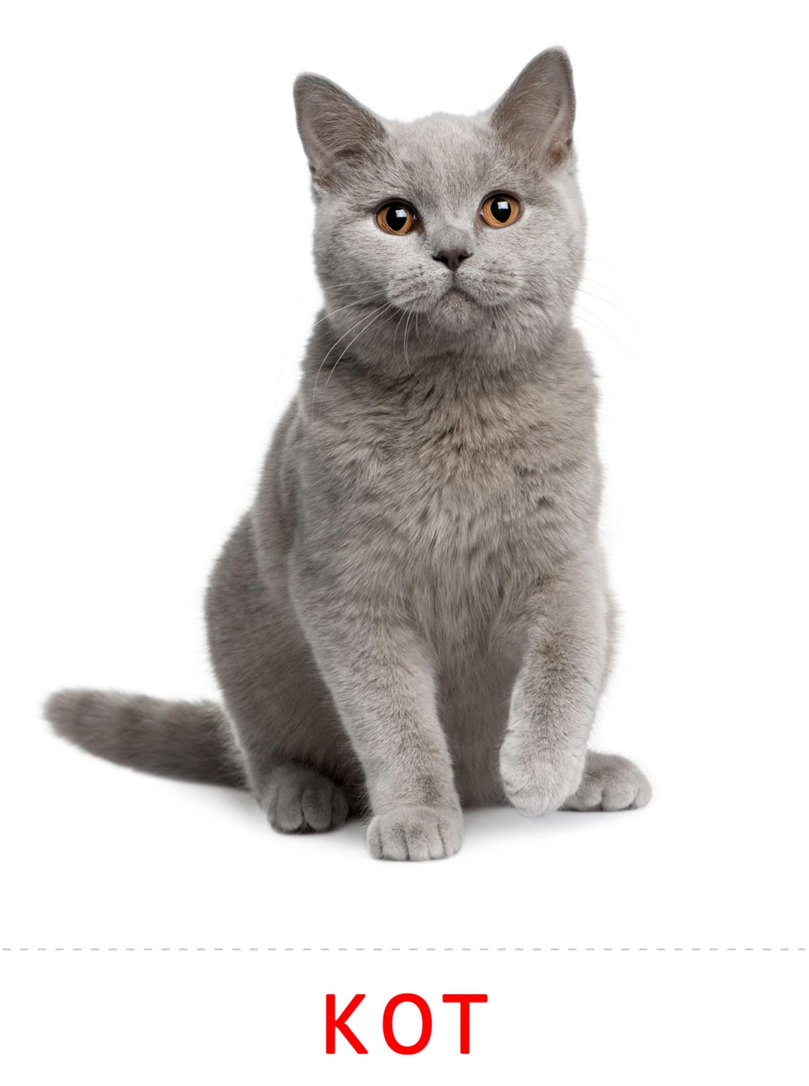 Карточки животные