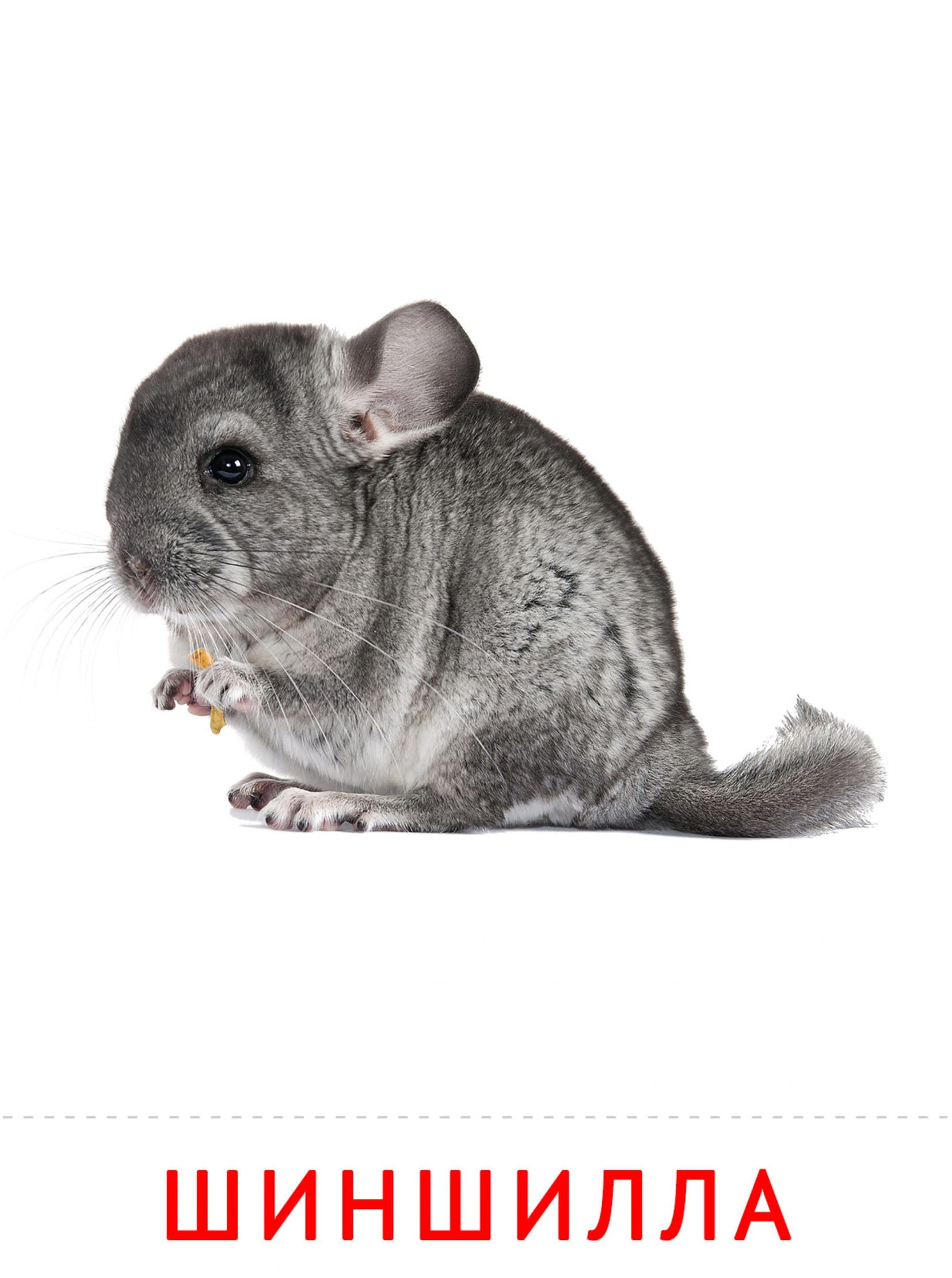 Карточки животные