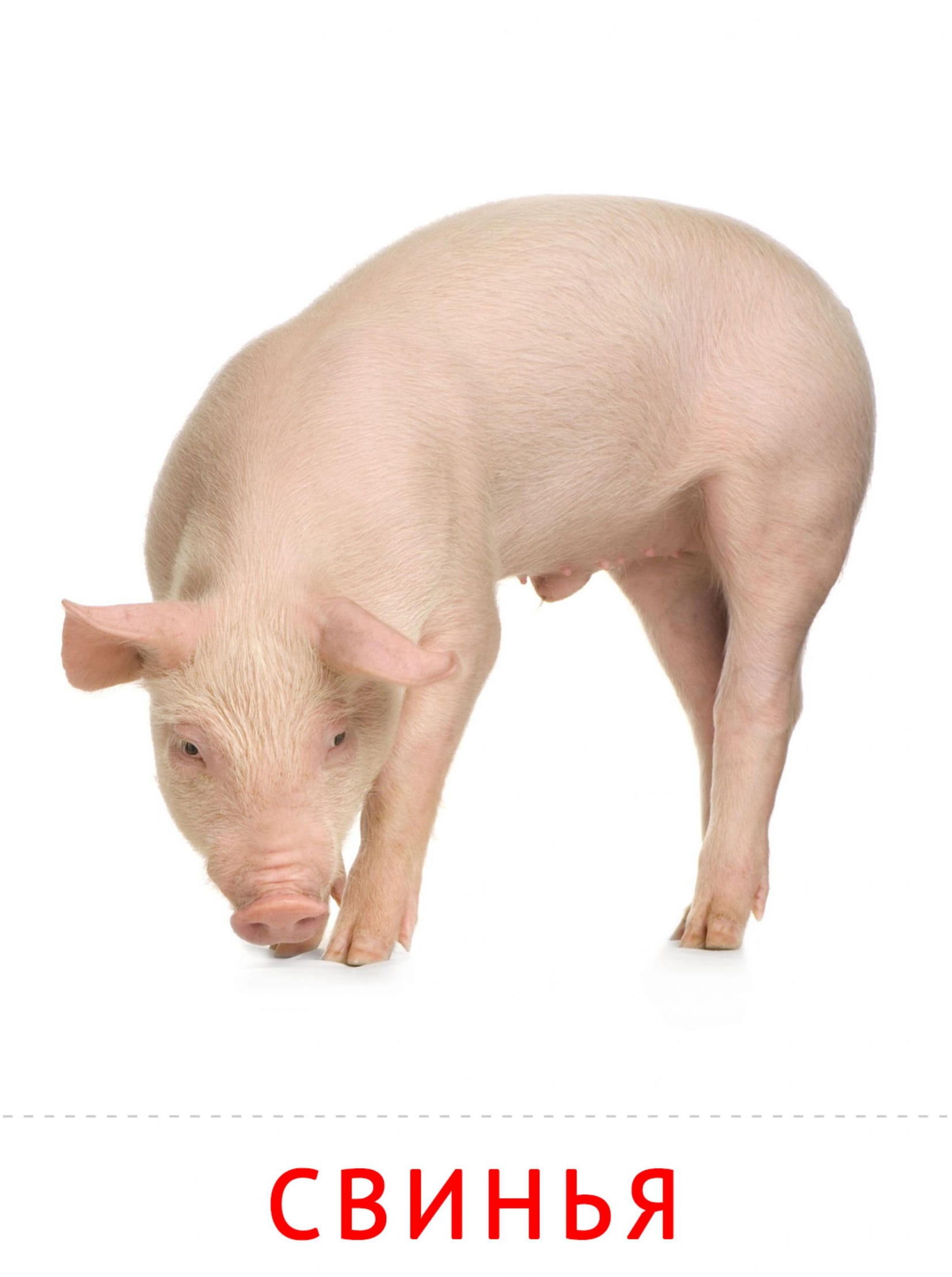 Карточки животные