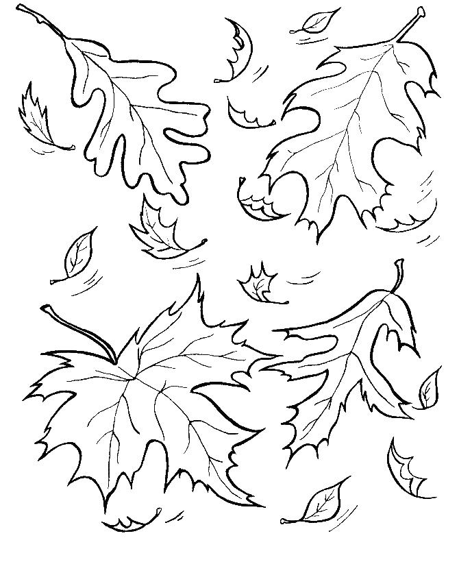 Осенний листопад