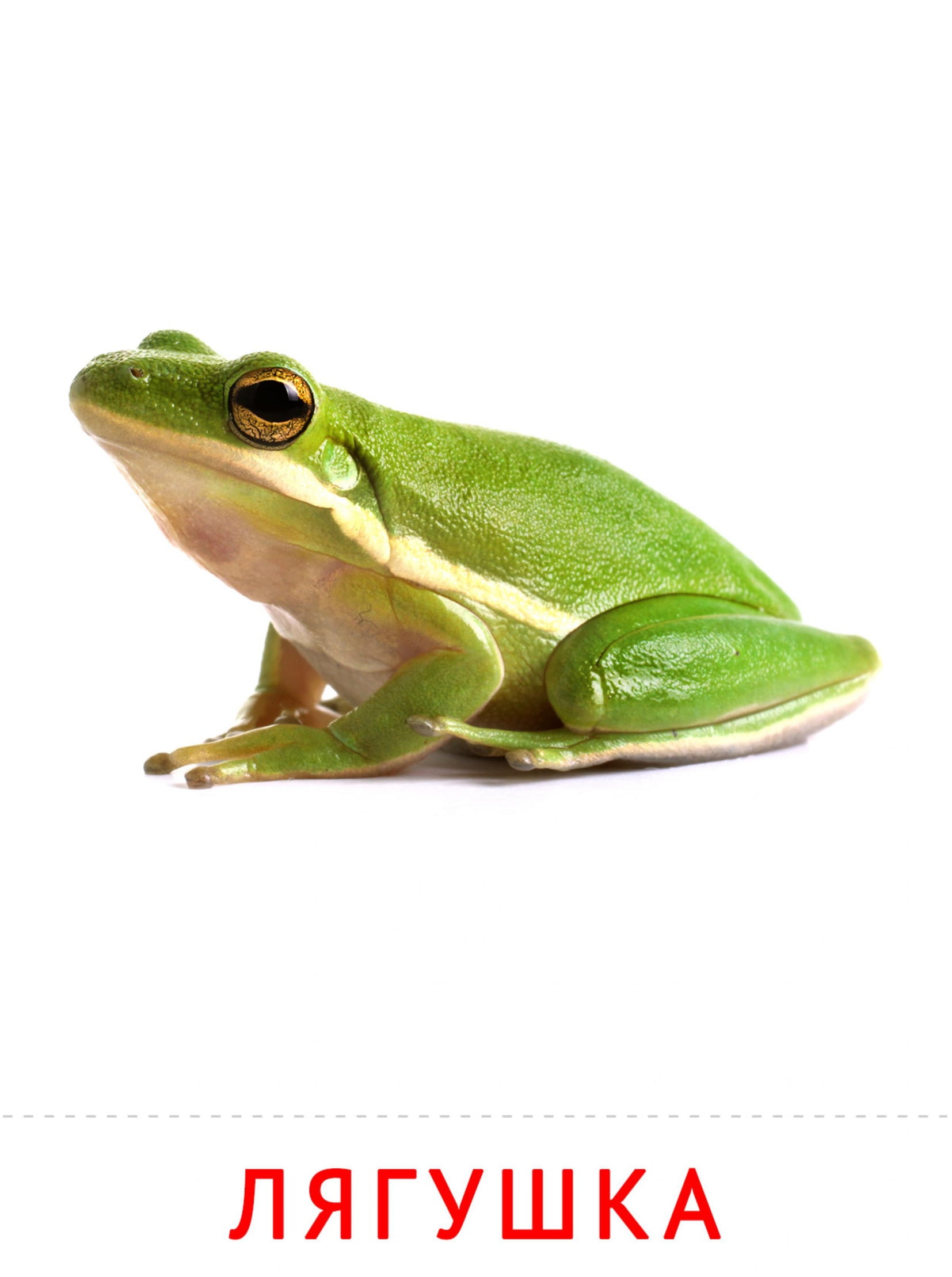 Карточки животные