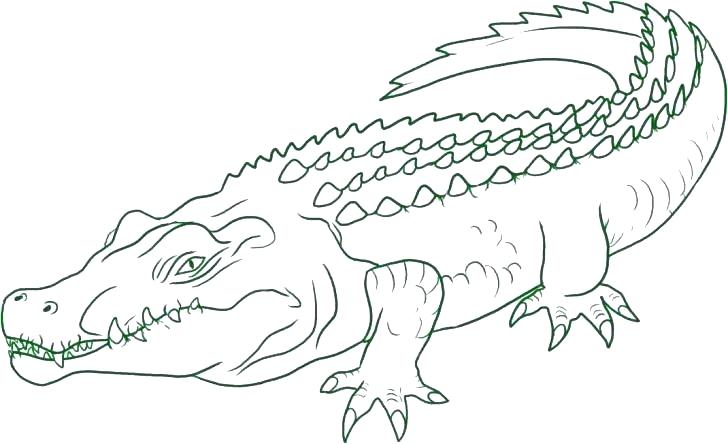 Крокодилы и аллигаторы. Опасные хищные животные