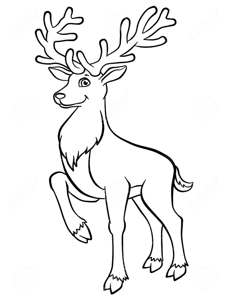 Животные леса, олень